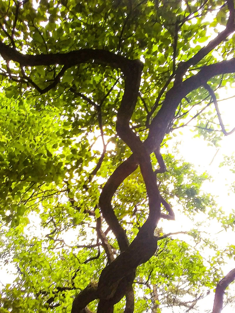 What Your Family Tree May Be Telling You About Alzheimer's Risk